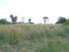 listing thumbnail image 26