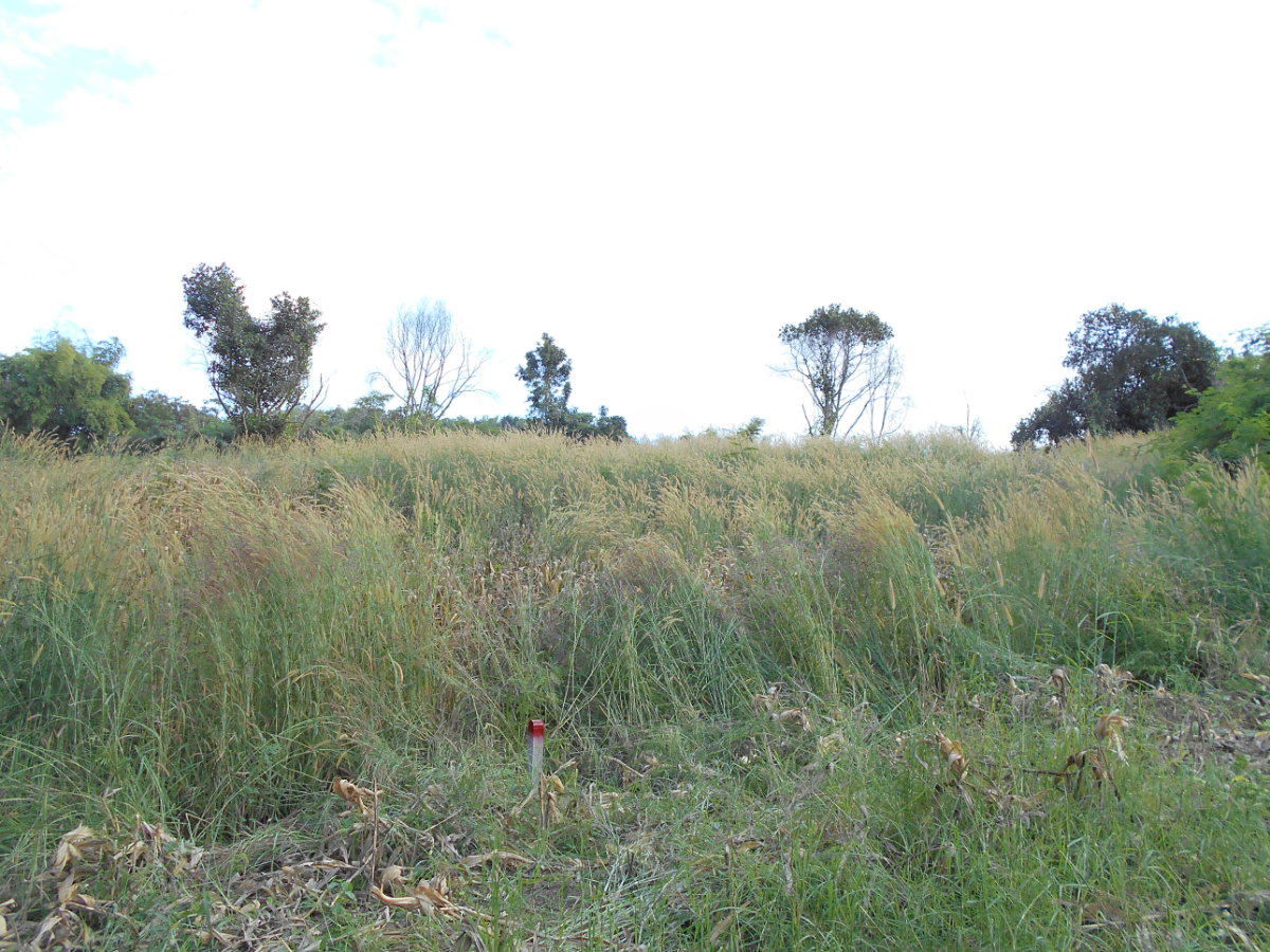 picture Land adjacent to a stream, Ban Pha Daeng, Na Yom Subdistrict, Mueang District, Phetchabun Province. - 27/29