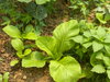 listing thumbnail image 12