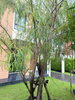 listing thumbnail image 11