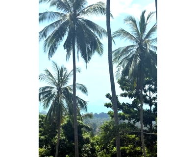 Land for sale Ko Samui Surat Thani : Call : 099-359-4236 Land with sea view 6 Rai, next to a public road, , Lipa Noi, Koh Samui, Surat Thani