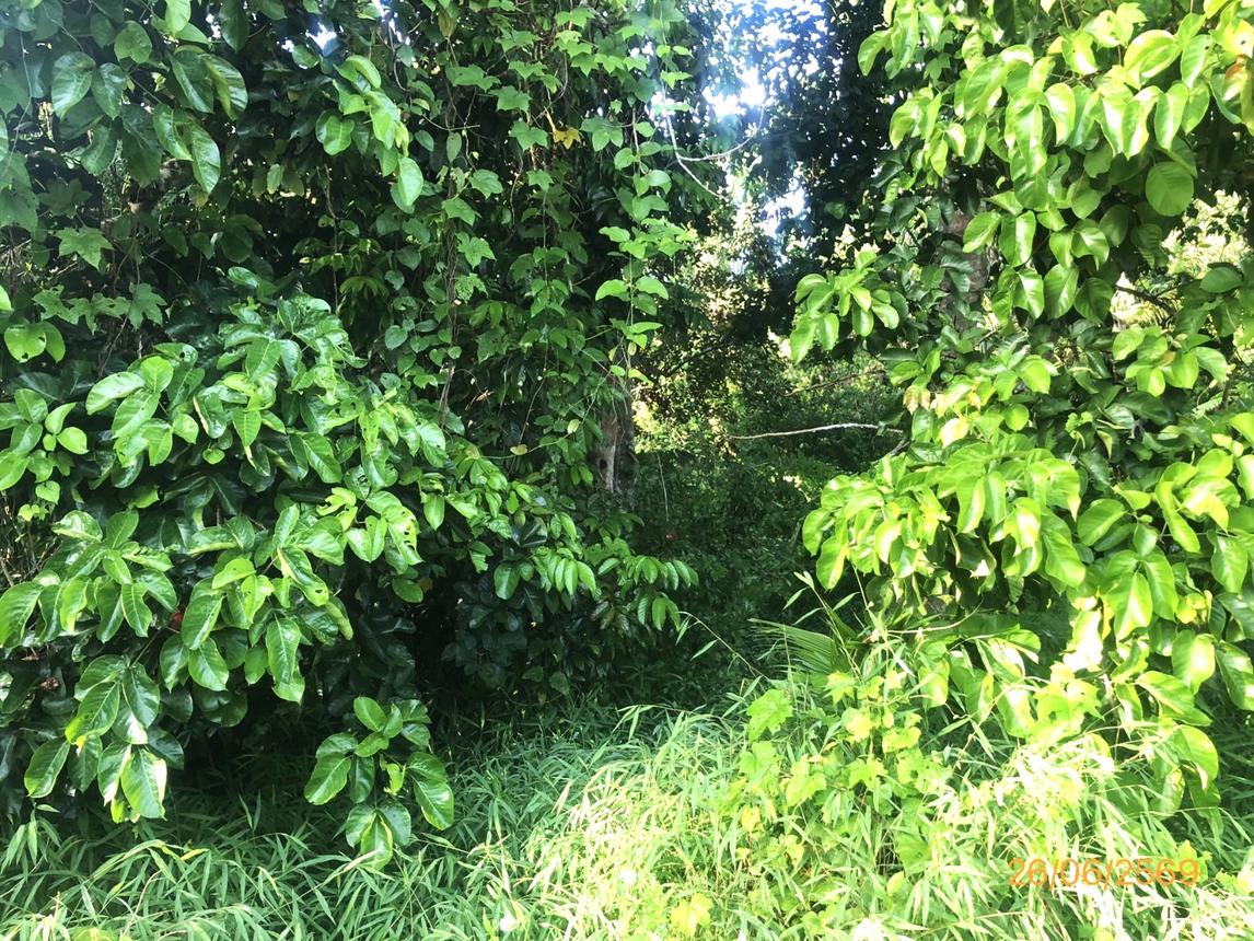 รูป ที่ดินว่างเปล่า 321.8 ตร.วา บ้านนาเดิม สุราษฎร์ธานี 547,000 - รูปที่ 20/25