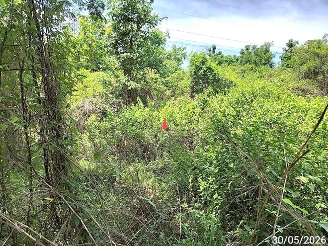 picture LAND 1753 Sq.w. Chiang Yun Maha Sarakham for 14.7M - 7/21