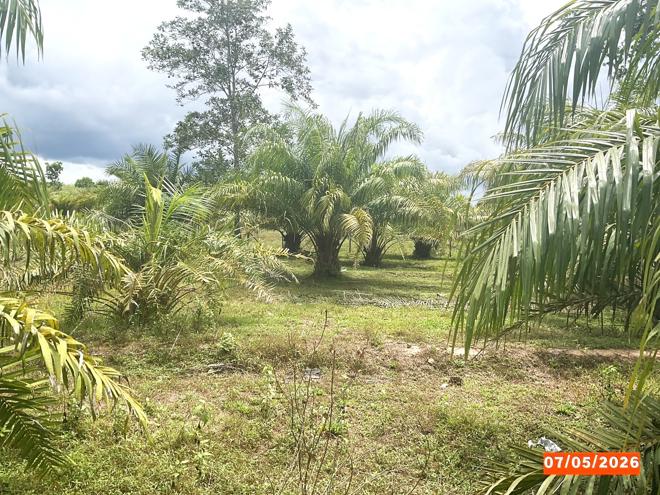 รูป ที่ดินว่างเปล่า 4886 ตร.วา ทุ่งสง นครศรีธรรมราช 3.2M - รูปที่ 4/15