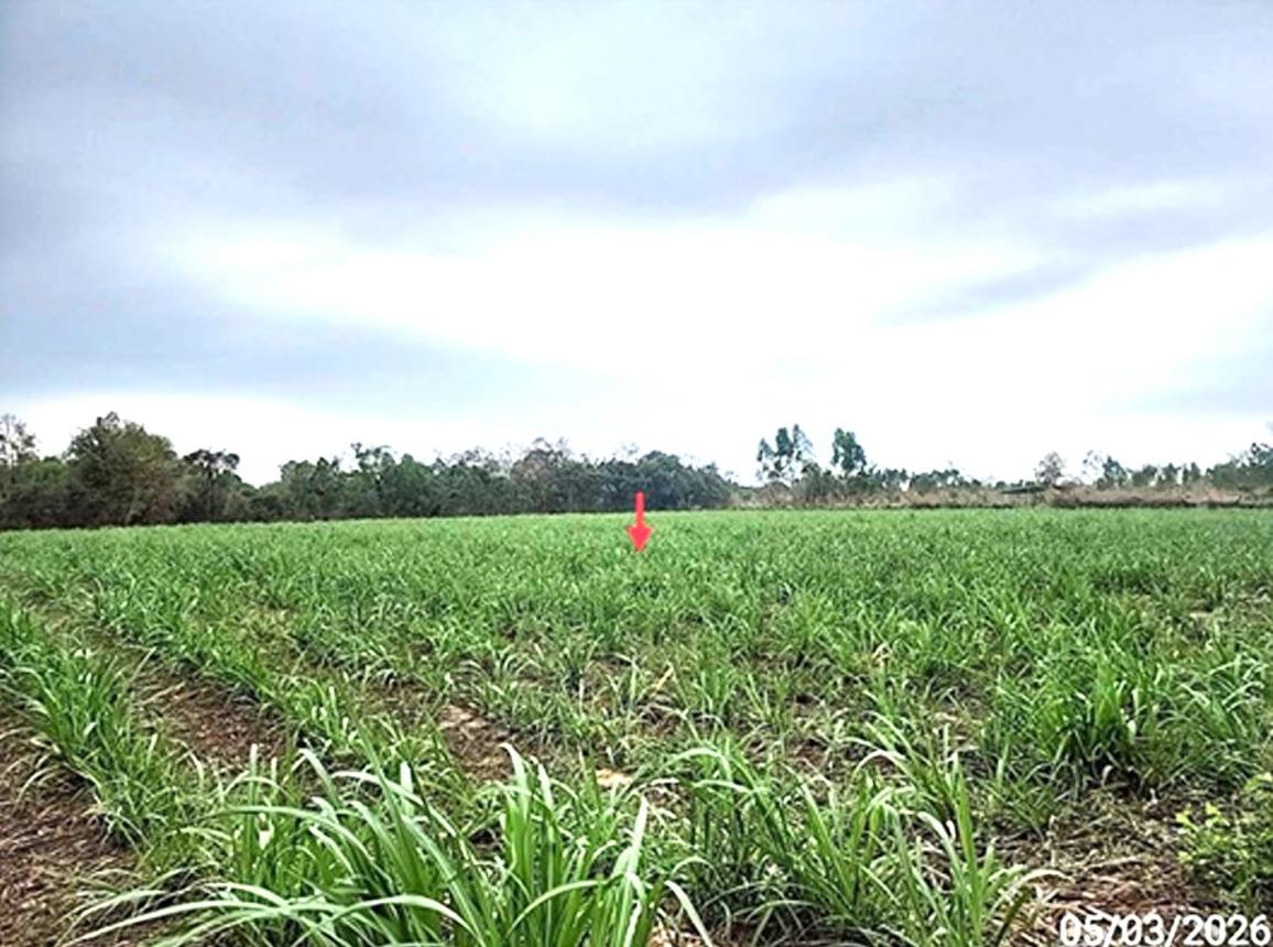 picture LAND 5154 Sq.w. Phon Thong Roi Et for 3.9M - 14/19