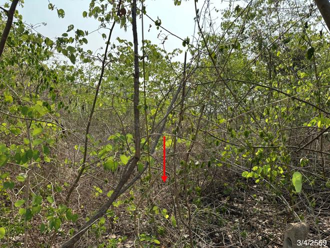 picture LAND 690 Sq.w. Muang Phetchabun Phetchabun for 714,000 - 5/21