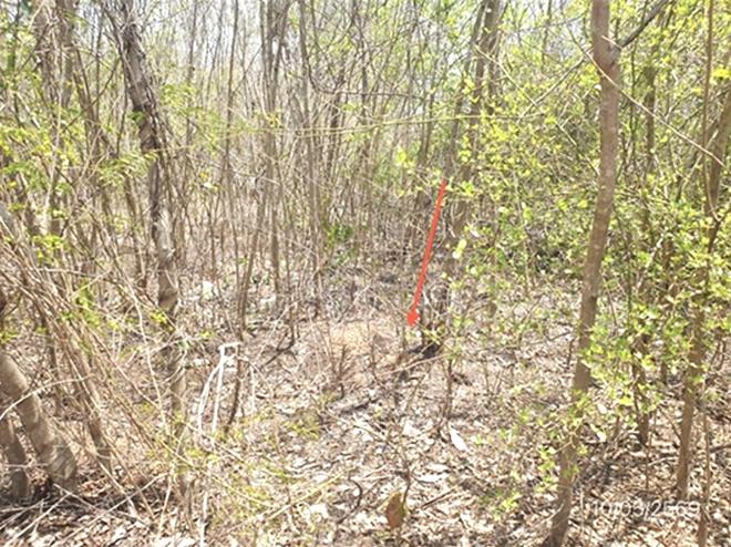 picture LAND 746 Sq.w. Mae Tha Lamphang for 996,000 - 5/25