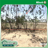 listing thumbnail image 20