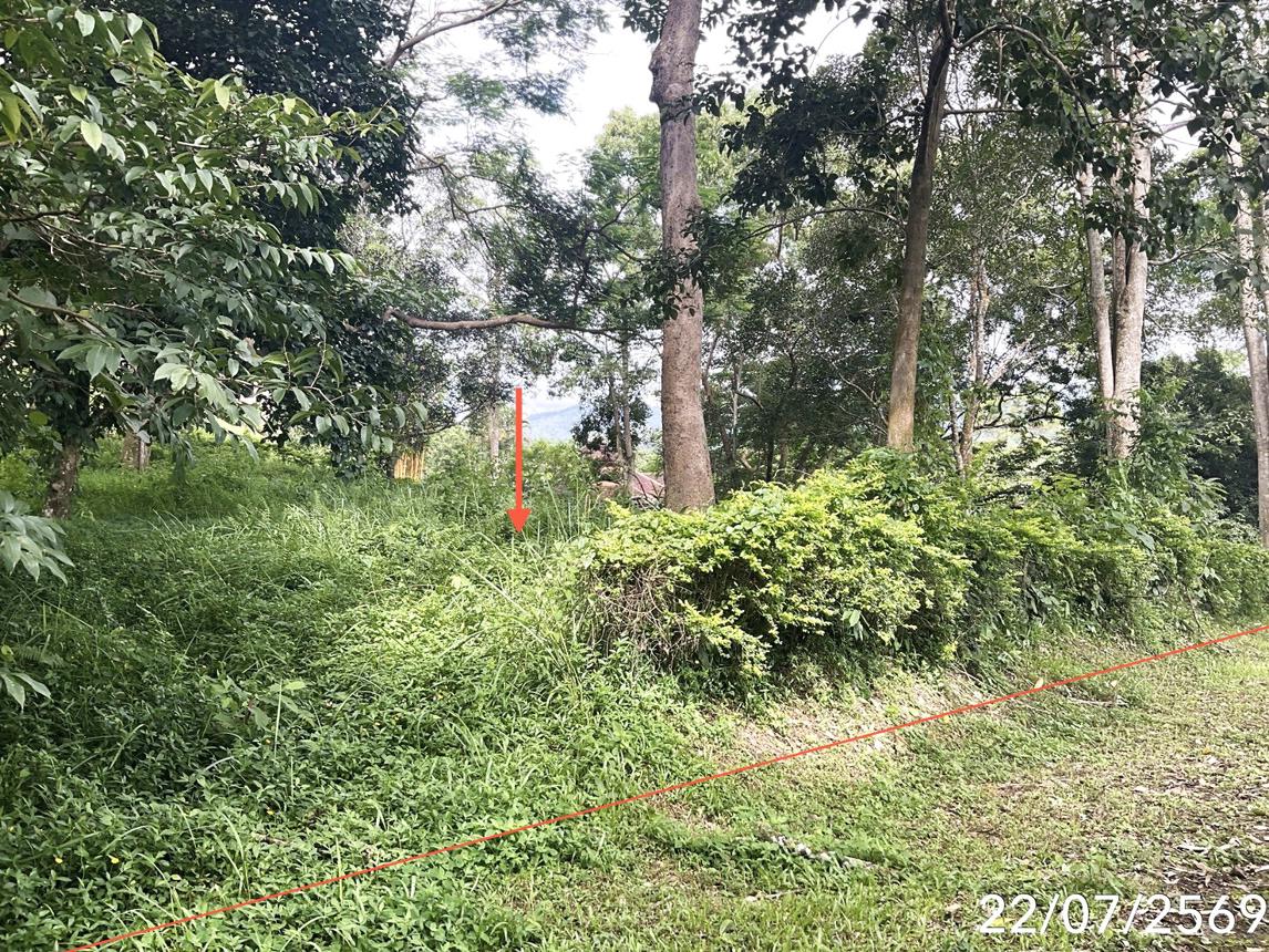 รูป ที่ดินว่างเปล่า 445 ตร.วา แม่สลองฮิลล์ รีสอร์ท แม่จัน เชียงราย 4.1M - รูปที่ 13/17