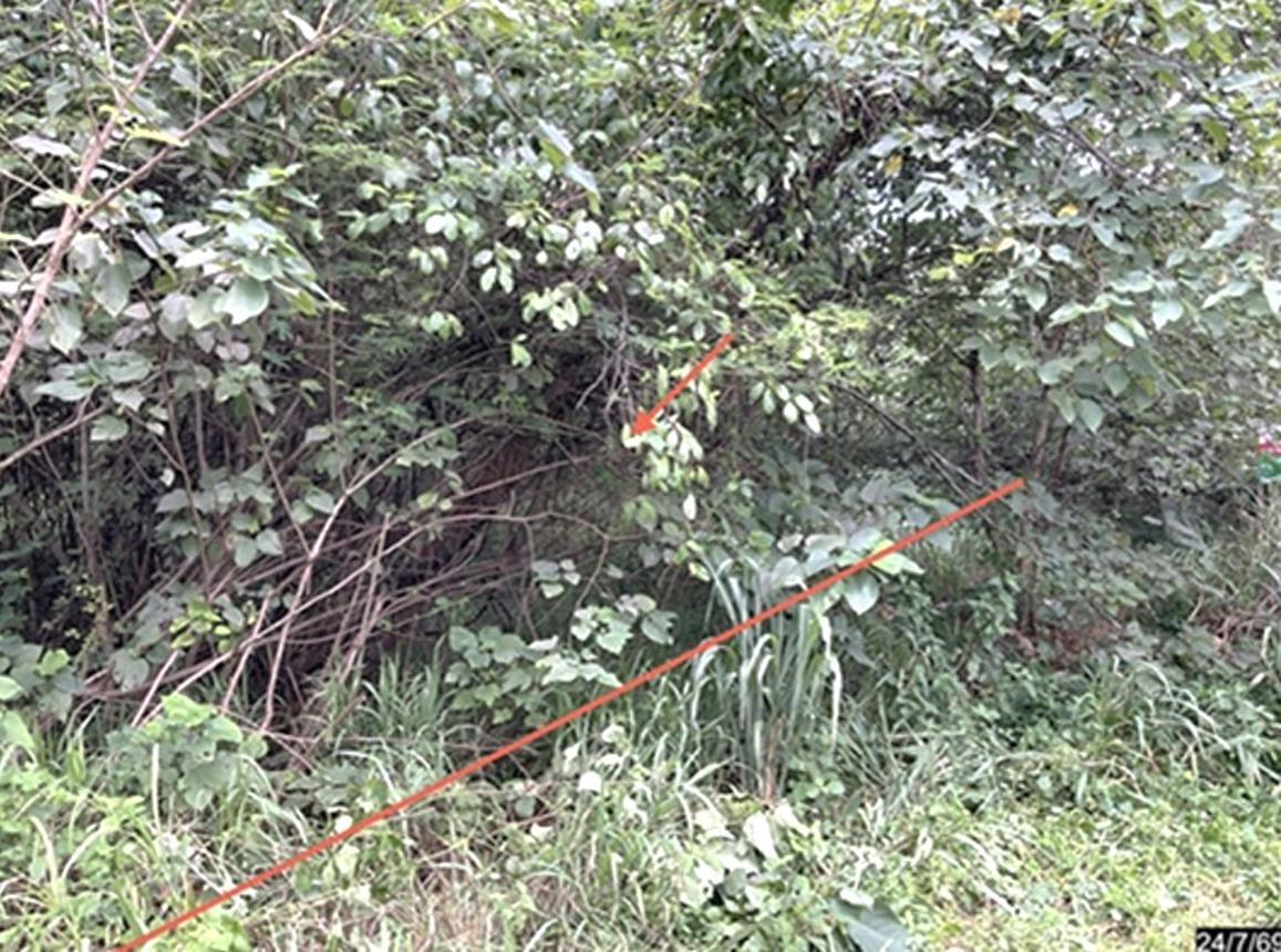picture LAND 929 Sq.w. Pak Chong Nakhon Ratchasima for 4.4M - 10/19