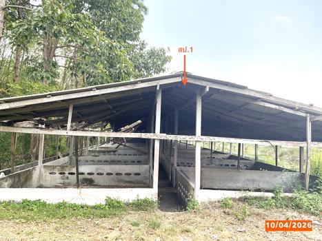 รูป ฟาร์ม 3649 ตร.วา เฉลิมพระเกียรติ นครศรีธรรมราช 8.1M - รูปที่ 34/37