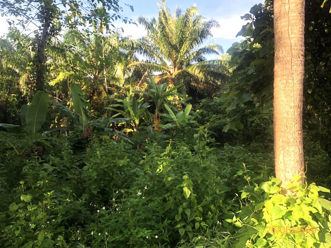 รูป ที่ดินว่างเปล่า 321.8 ตร.วา บ้านนาเดิม สุราษฎร์ธานี 547,000 - รูปที่ 15/25