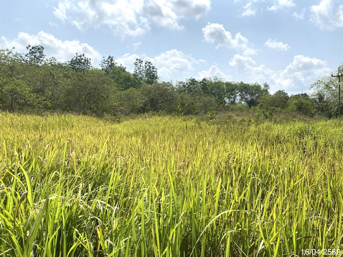 picture LAND 5417 Sq.w. Na Thawi Songkhla for 4.1M - 11/15