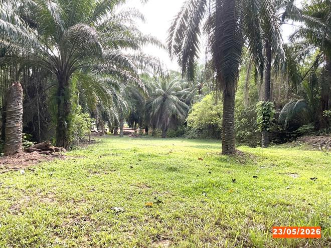 รูป ที่ดินว่างเปล่า 279.8 ตร.วา วังวิเศษ ตรัง 602,000 - รูปที่ 5/15
