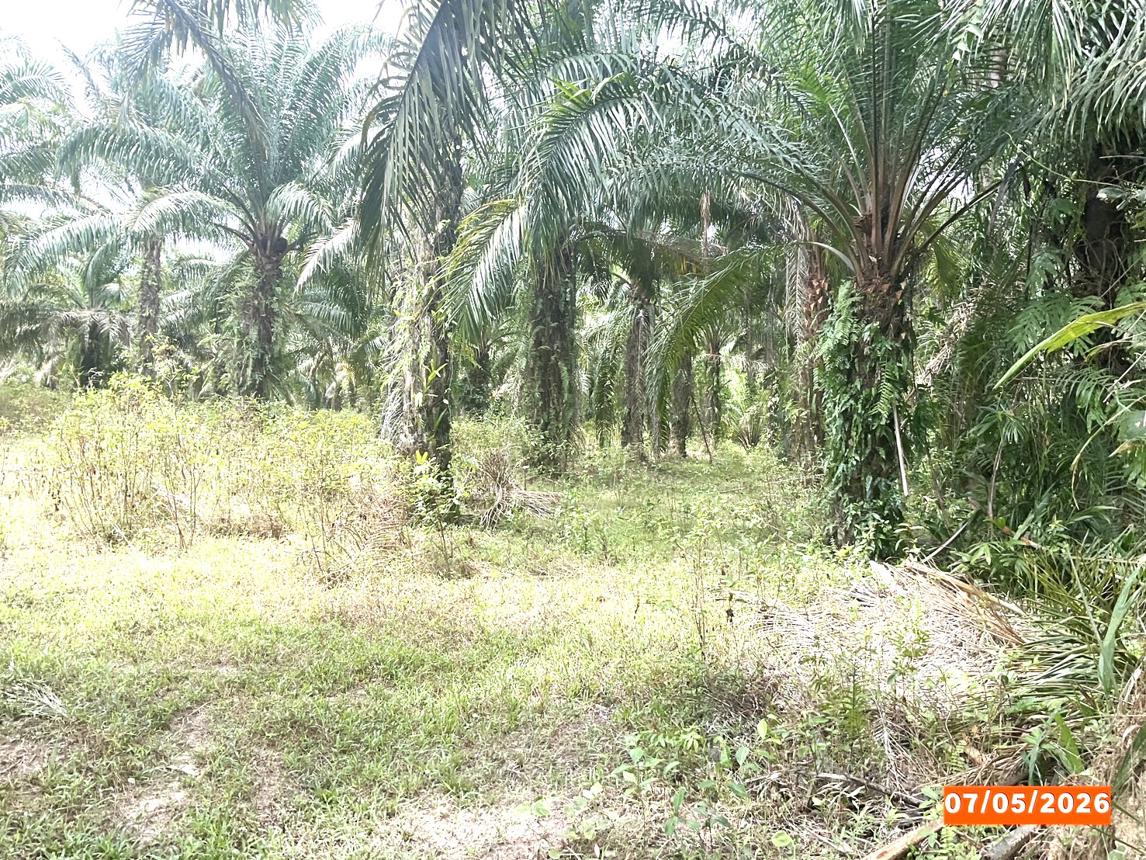 รูป ที่ดินว่างเปล่า 3169 ตร.วา ทุ่งสง นครศรีธรรมราช 1.8M - รูปที่ 10/15