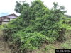 listing thumbnail image 16