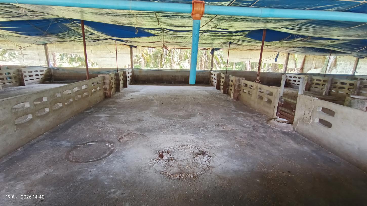 รูป ฟาร์ม 1603 ตร.วา เมืองพัทลุง พัทลุง 5.7M - รูปที่ 29/43
