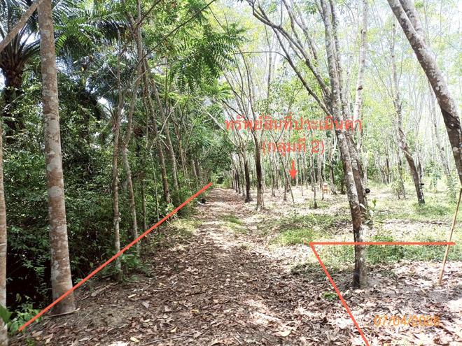 picture LAND 6005.3 Sq.w. Thung Song Nakhon Sri Thammarat for 6.3M - 9/25