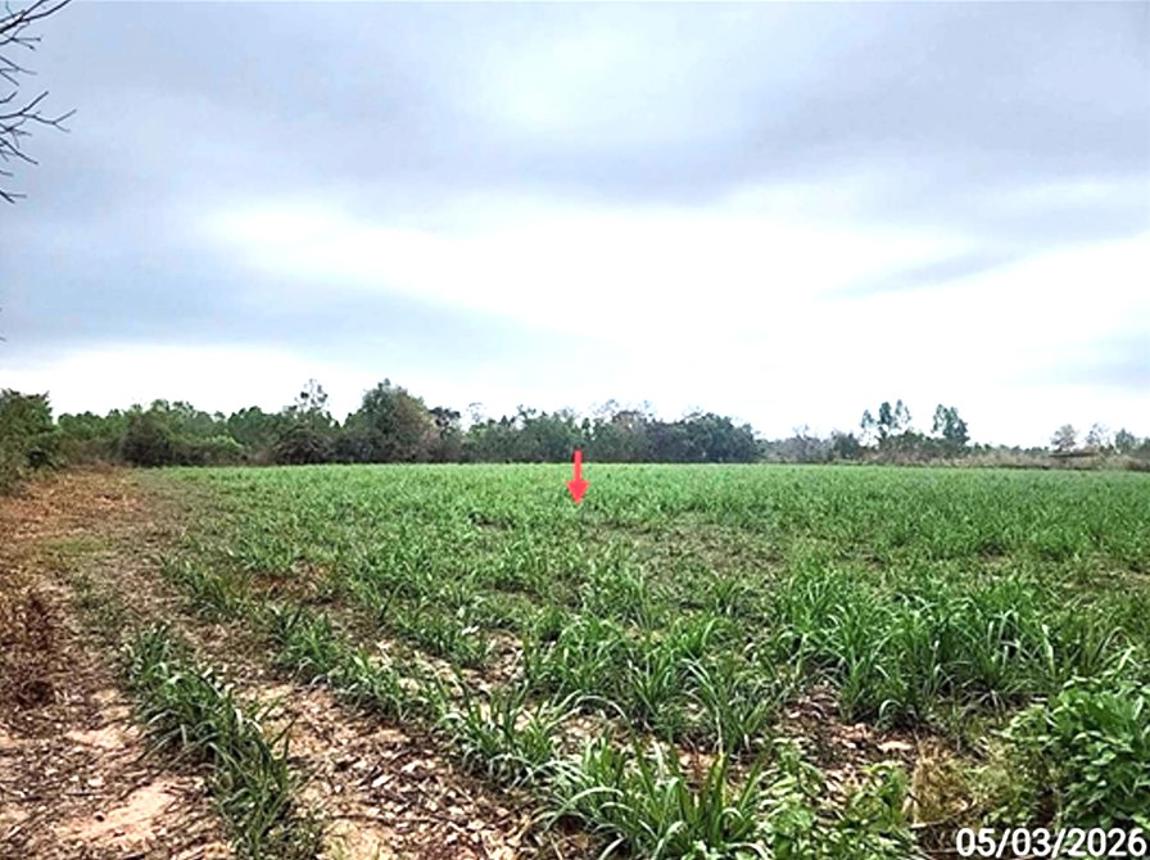 picture LAND 5154 Sq.w. Phon Thong Roi Et for 3.9M - 15/19