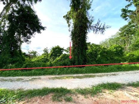 รูป ที่ดินว่างเปล่า 12454 ตร.วา เขาชัยสน พัทลุง 7.8M - รูปที่ 22/25