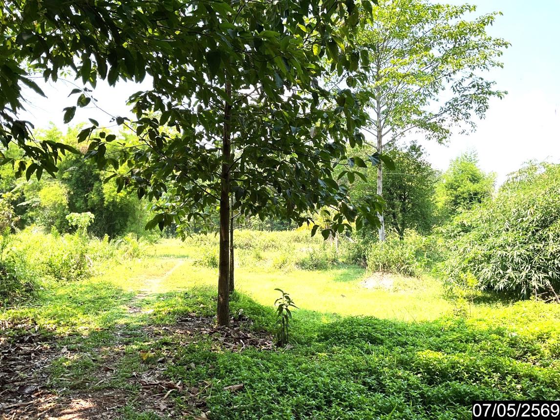 รูป ที่ดินว่างเปล่า 2302 ตร.วา ศรีวิไล บึงกาฬ 5.8M - รูปที่ 18/25