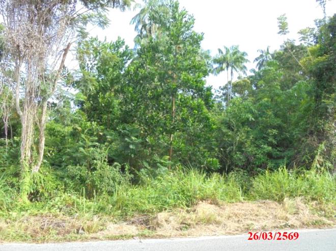 picture LAND 4183 Sq.w. Muang Narathiwat Narathiwat for 3.2M - 6/15