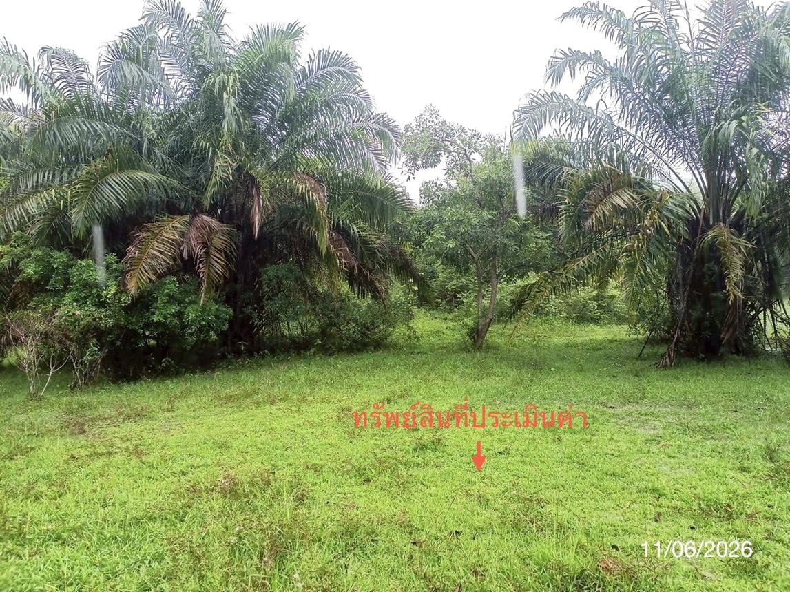 picture LAND 1463.3 Sq.w. Palian Trang for 2.9M - 17/21