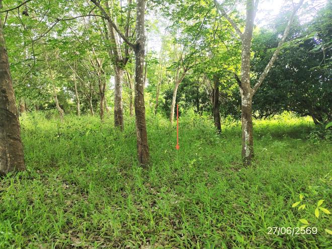 รูป ที่ดินว่างเปล่า 1070 ตร.วา ภูซาง พะเยา 2M - รูปที่ 6/23