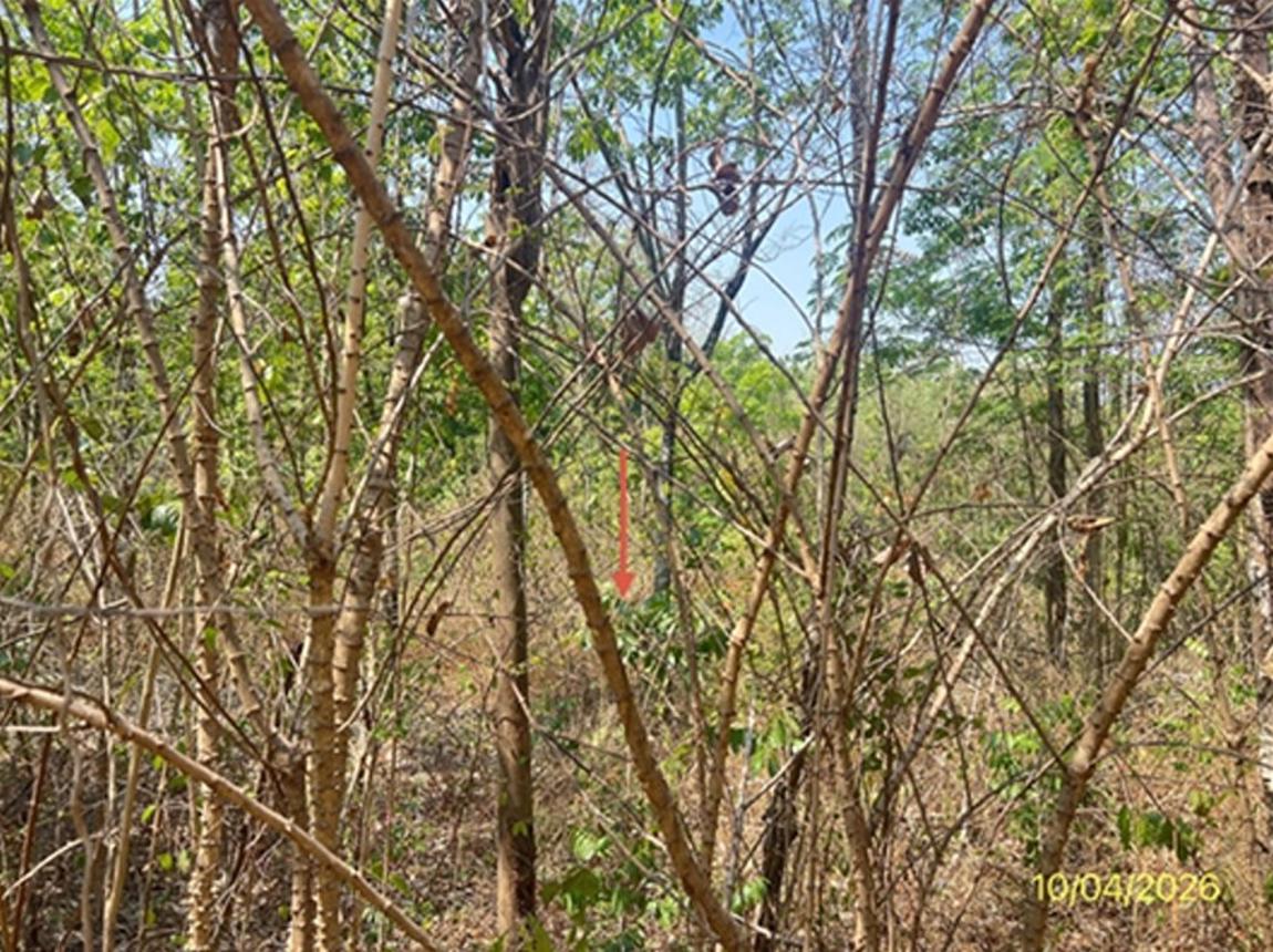 รูป ที่ดินว่างเปล่า 238 ตร.วา ภูพนา รีสอร์ท จอมบึง ราชบุรี 141,000 - รูปที่ 11/17