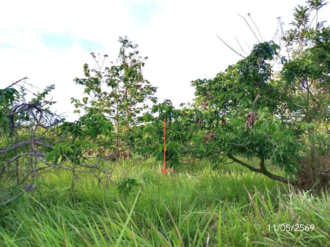 picture LAND 5168 Sq.w. Phan Chiang Rai for 2.4M - 6/17