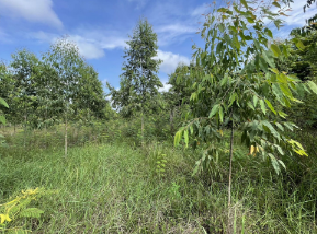 picture PROPERTY 21178 Sq.w. Watthana Nakhon Srakaeo for 81.5M - 20/20