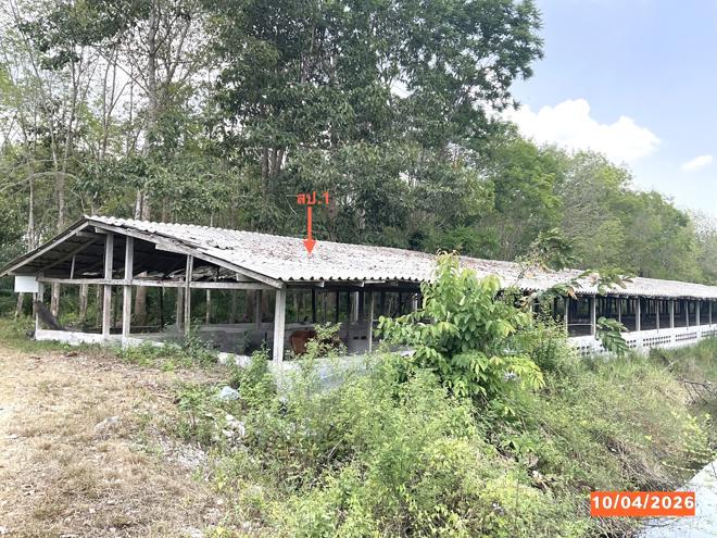 รูป ฟาร์ม 3649 ตร.วา เฉลิมพระเกียรติ นครศรีธรรมราช 8.1M - รูปที่ 2/37