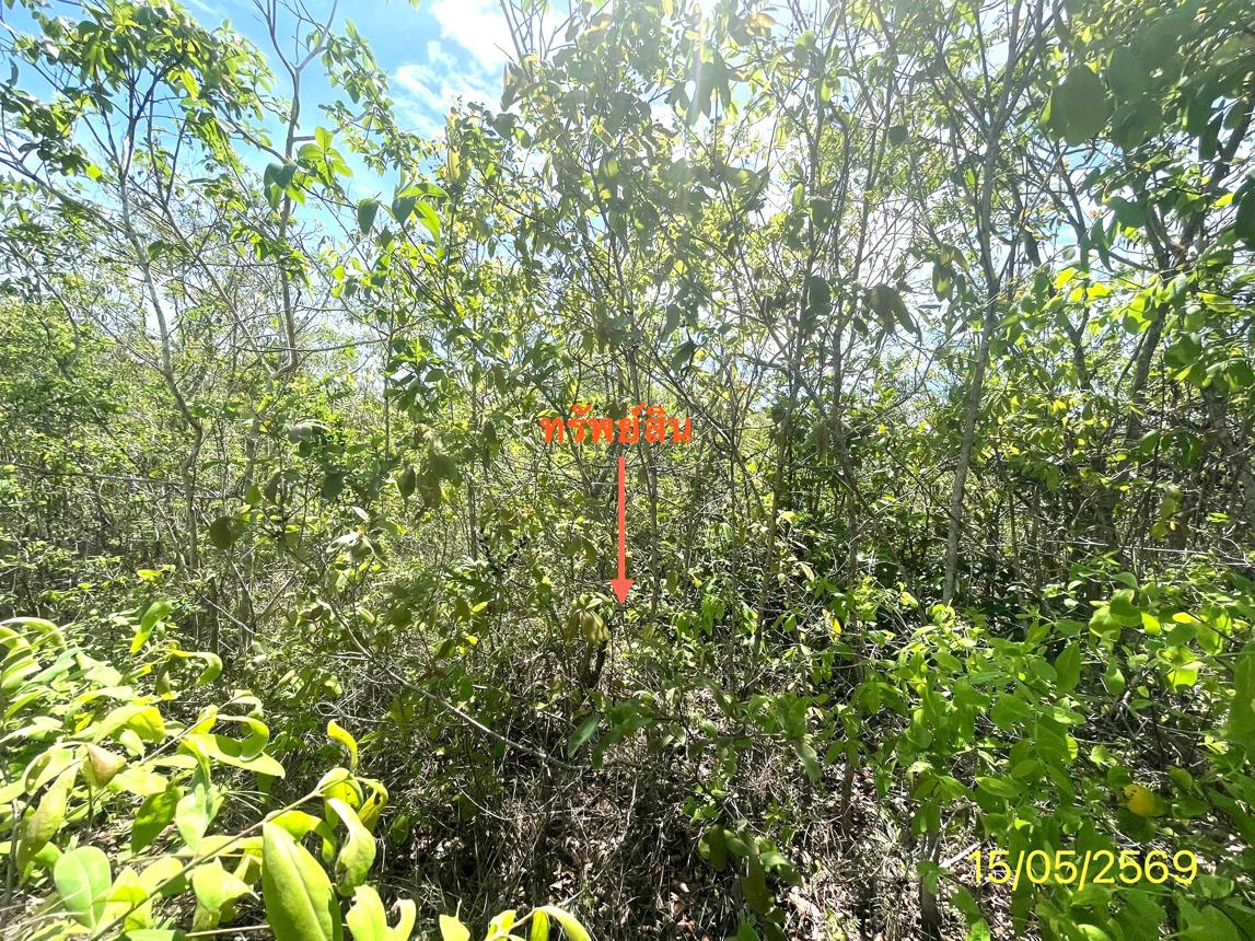 picture LAND 50 Sq.w. Rattaphum Songkhla for 225,000 - 11/15