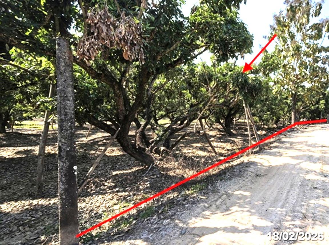 picture LAND 756 Sq.w. San Pa Tong Chiang Mai for 1.1M - 9/17