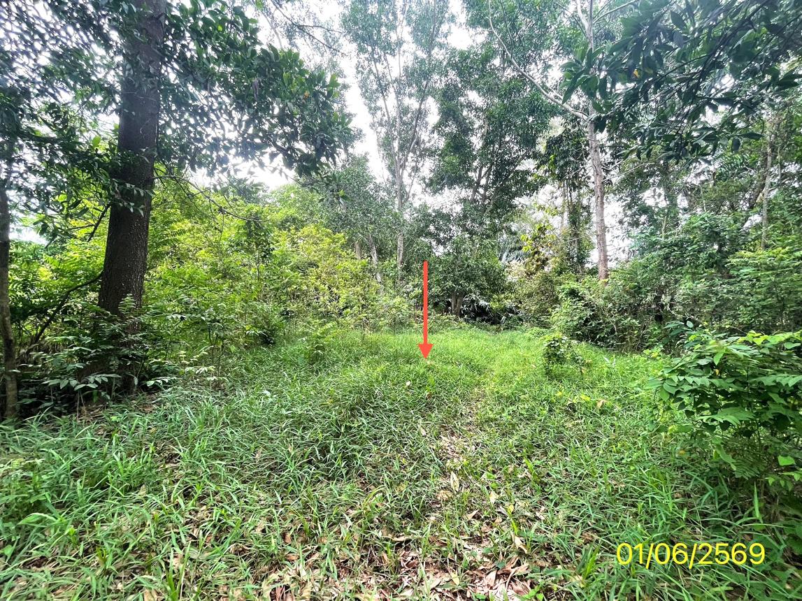 picture LAND 358.5 Sq.w. Hat Yai Songkhla for 2.1M - 15/25