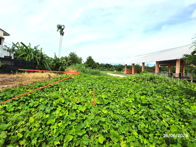 รูป ที่ดินว่างเปล่า 442 ตร.วา กาญจนดิษฐ์ สุราษฎร์ธานี 1.9M - รูปที่ 6/25
