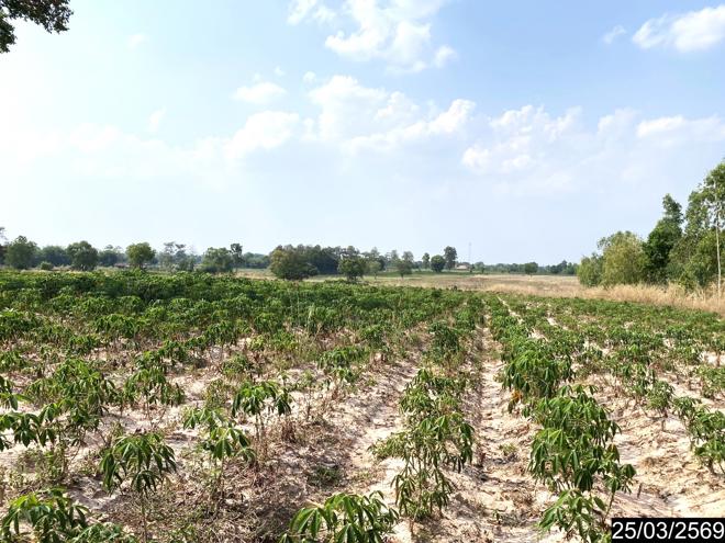 รูป ที่ดินว่างเปล่า 12300 ตร.วา หนองหาน อุดรธานี 3.1M - รูปที่ 7/25