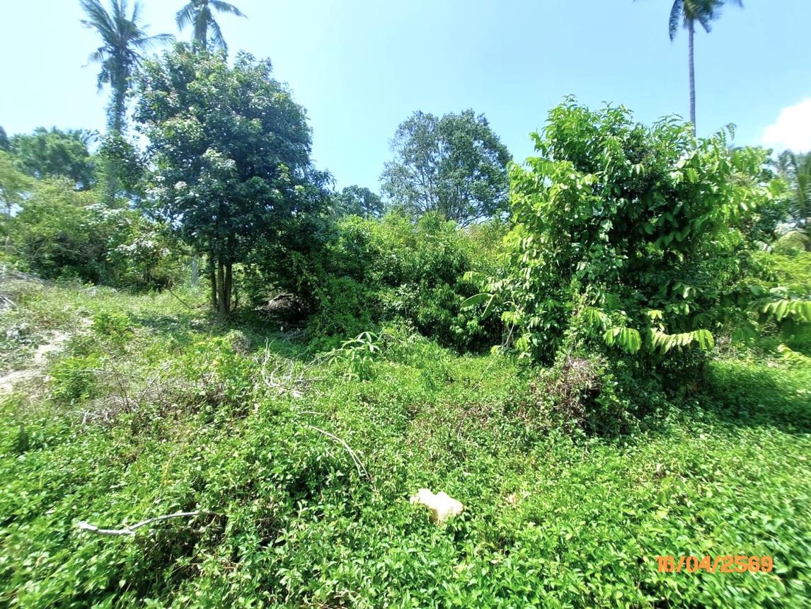 picture LAND 1708 Sq.w. Ko Samui Surat Thani for 12.7M - 10/15