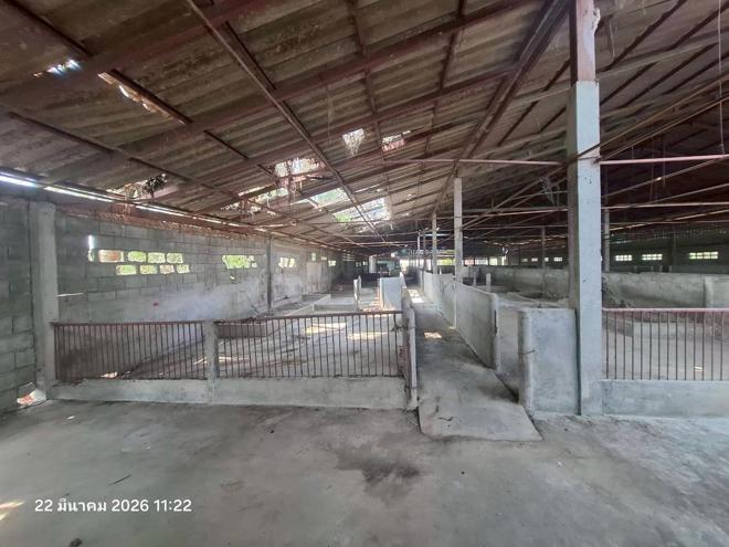 รูป ฟาร์ม 848.1 ตร.วา ศรีสำโรง สุโขทัย 2.2M - รูปที่ 13/31