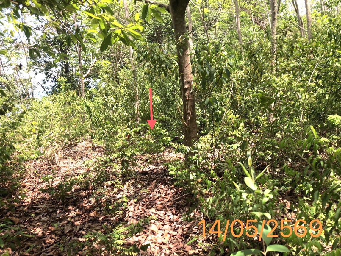 รูป ที่ดินว่างเปล่า 4370 ตร.วา คลองท่อม กระบี่ 35.8M - รูปที่ 14/21