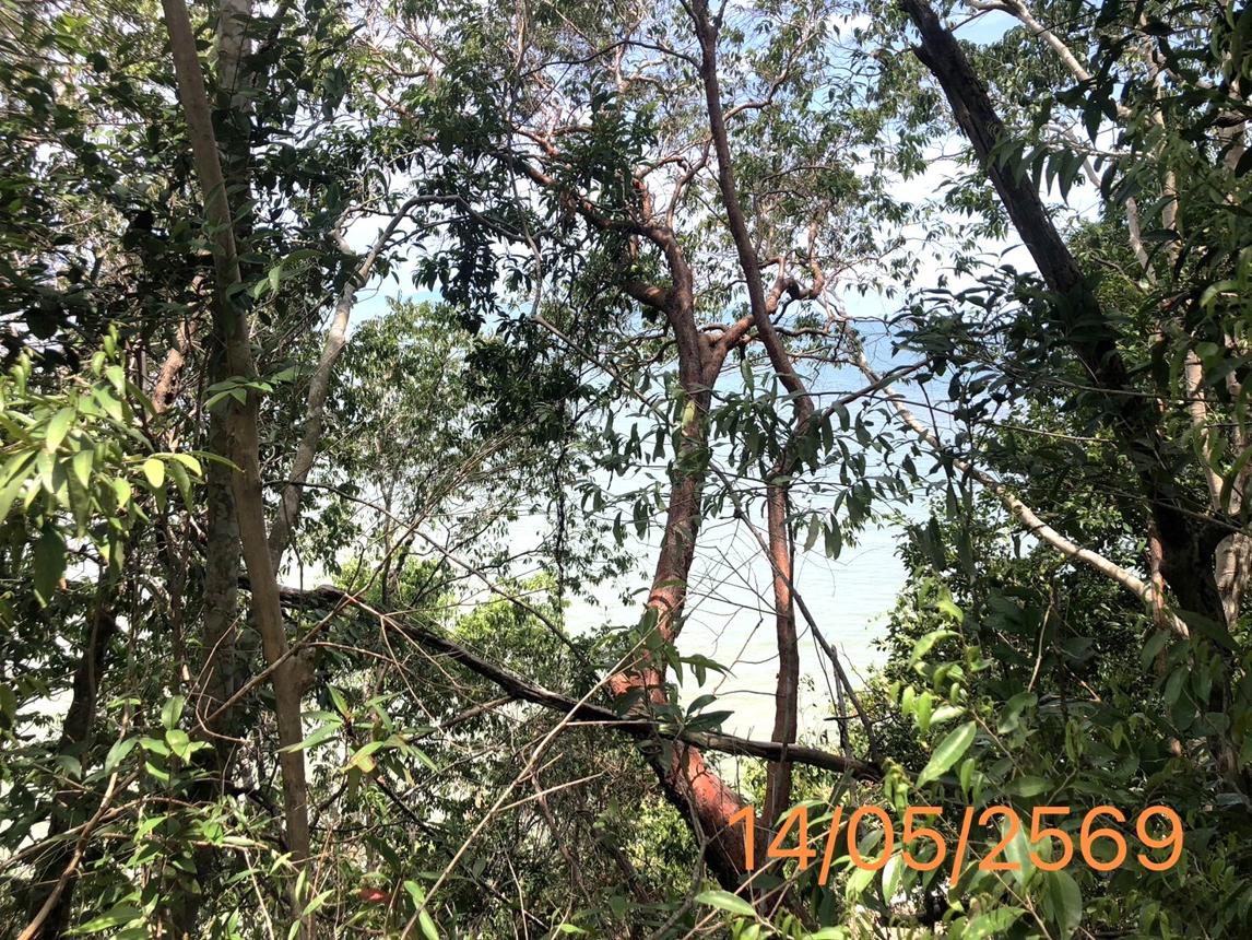 รูป ที่ดินว่างเปล่า 4370 ตร.วา คลองท่อม กระบี่ 35.8M - รูปที่ 16/21
