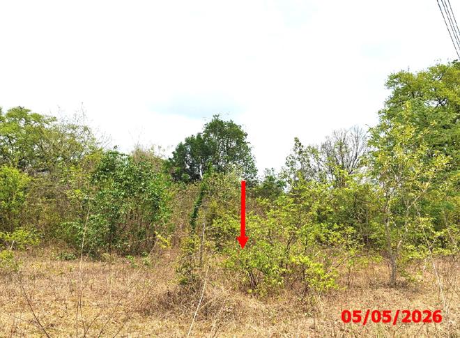 picture LAND 920 Sq.w. Mae Tha Lamphang for 1.3M - 5/21