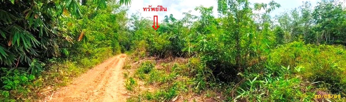 รูป สวนเกษตร 1539 ตร.วา แม่ลาน ปัตตานี 1.4M - รูปที่ 18/23