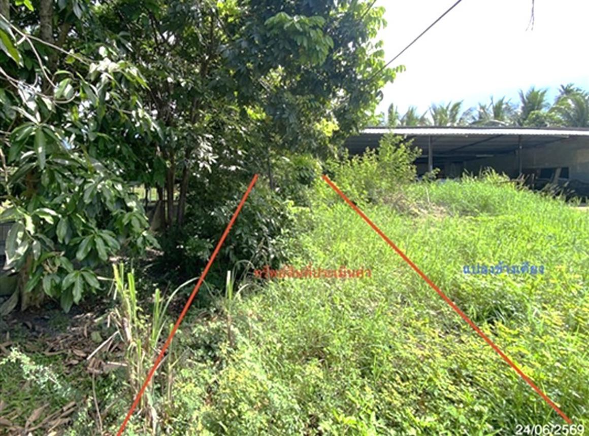 picture LAND 727.8 Sq.w. Rattaphum Songkhla for 8M - 14/21