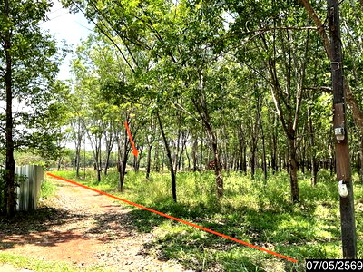 ขายที่ดิน : ที่ดินว่างเปล่า 8400 ตร.วา ศรีวิไล บึงกาฬ 2.2M