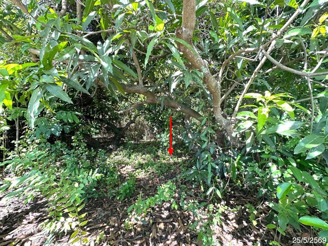 picture LAND 220 Sq.w. Thap Khlo Phichit for 1.3M - 5/19