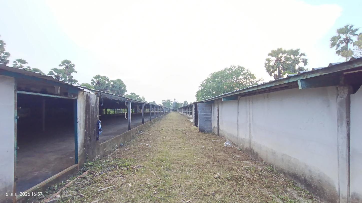 รูป ฟาร์ม 3464 ตร.วา สทิงพระ สงขลา 6.9M - รูปที่ 31/41