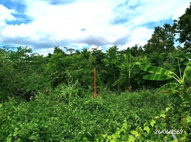 picture LAND 349.3 Sq.w. Dok Kham Tai Phayao for 1.2M - 7/21