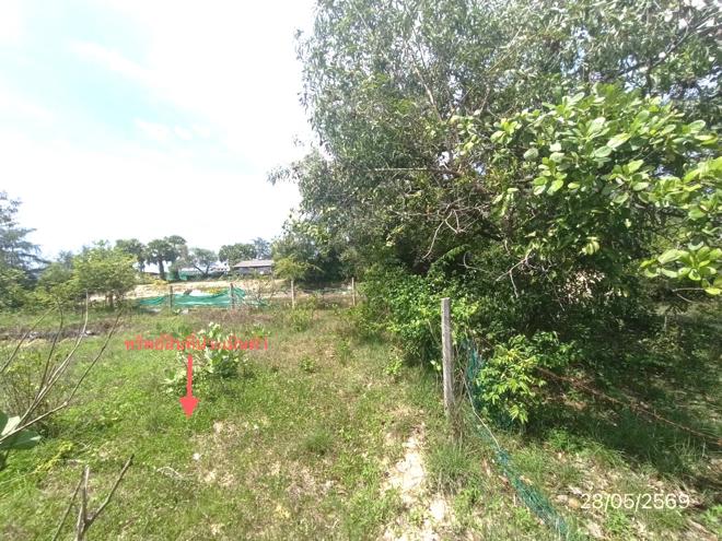 รูป ที่ดินว่างเปล่า 291.3 ตร.วา สทิงพระ สงขลา 826,000 - รูปที่ 8/25