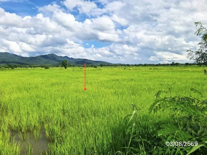 picture LAND 2203 Sq.w. Chun Phayao for 1.7M - 6/21